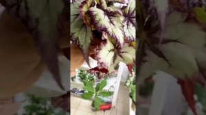 Королевская бегония Ванесса. Как сформировать красивую бегонию ?