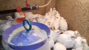 Техасский белый перепел от вывода до забоя 21 день (часть 6)