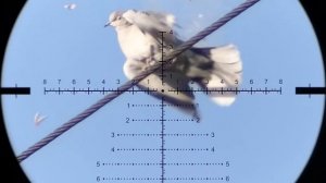 Hunting in the Fields with a Semi-Automatic Airgun: the Huben K1 Lite!