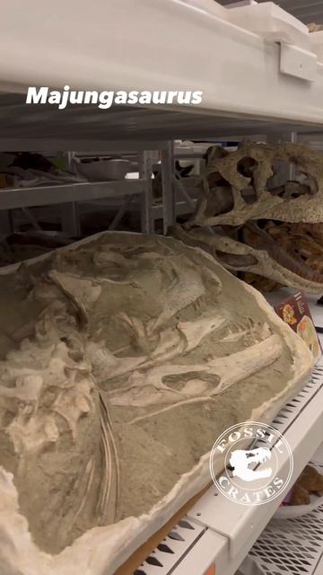 The Mighty Majungasaurus: Madagascar's Top Predator! #dinosaur #paleontology #prehistoric