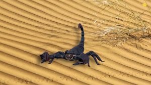 Сборник Как говорят животные для детей Развивающие мультики для детей