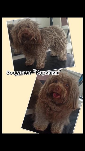 Груминг в Питере
