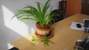 ХЛОРОФИТУМ - размножение, польза, условия содержания!