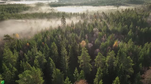 Исцеляющая гармония. Музыка для сердца; Расслабляющая музыка для снятия стресса #12