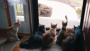 10 КОТОВ и КОШЕК СПАСШИХ ЖИЗНЬ ИХ ХОЗЯЕВАМ