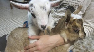 к нам приехали 2 козочки породы Камерунки