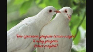 Приметы о том, к чему увидеть белого голубя на балконе, в квартире