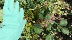 ЧЕМ ПОДКОРМИТЬ КЛУБНИКУ для налива крупной и сладкой ягоды. Почему клубника мелкая и несладкая