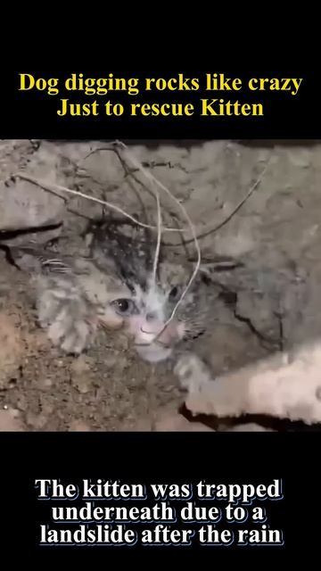 Stray dog digs rocks with bleeding paws to Save Kitten #animalrescue #dogsavekitten