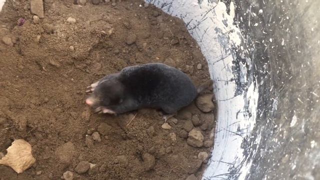 КРОТ закапывается очень быстро
 / крота отпустили на свободу