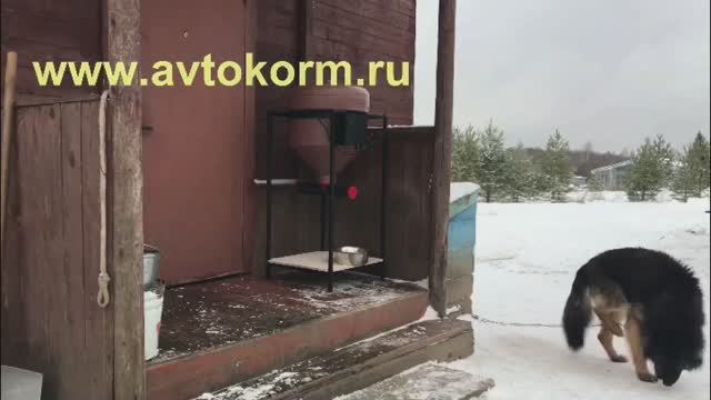 Шнековая автоматическая кормушка для кормления кур