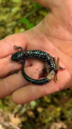 Black and white slimy salamander 🔥 #salamander #herping #indianaherping