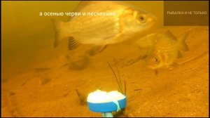 Что за рыба карась? ФАКТЫ, МЕСТА, ВИДЫ...