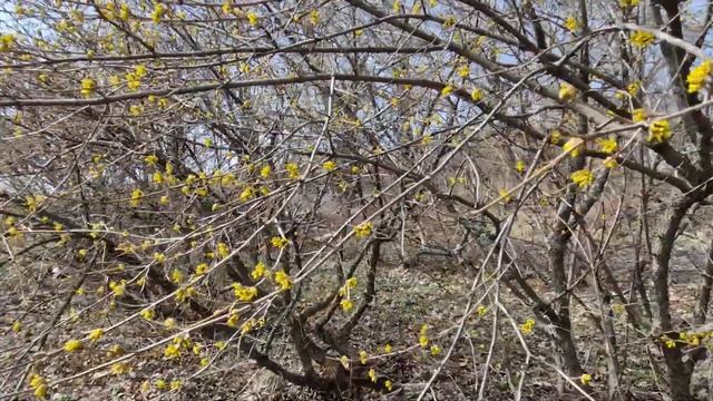 Кизил зацвел поговорим об агротехнике