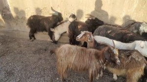 Сурхондарё Узун Куй бозори нархлари. 08.05.2022й