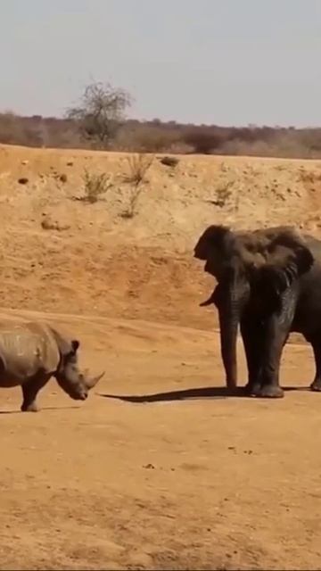 Rhino Protects Baby Rhino Against Giant Elephant Attack #shorts