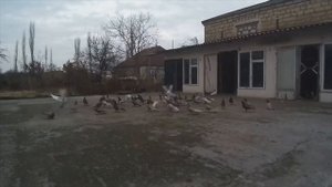 Широкохвостые Бакинские голуби  Велибекова Нурудина!