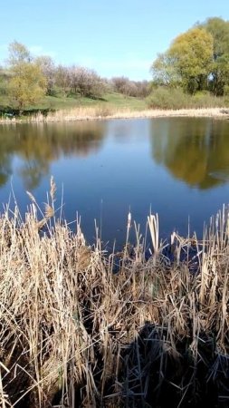 Хор жаб при харківському летовищі.