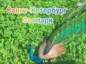 Санкт-Петербург_Зоопарк