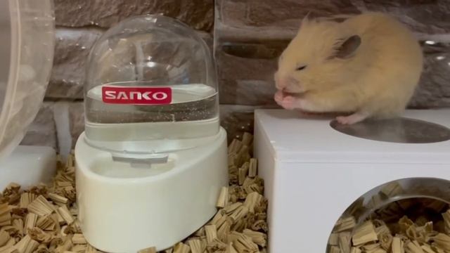 ハムスター水飲み【かわいいハムスター】ハムスターおもしろ