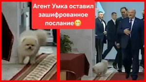 Собака Лукашенко. Агент Умка оставил зашифрованное послание другим агентам 😄