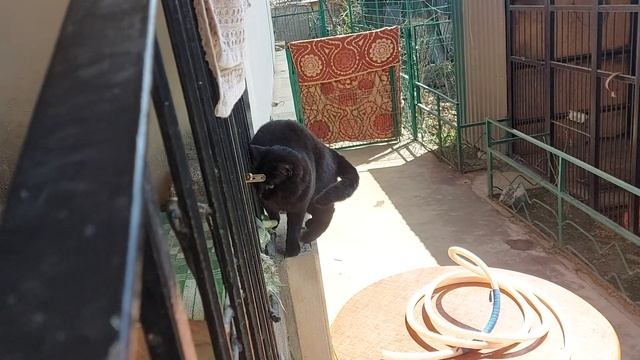 В приюте для собак нет выходных. #помощьсобакам #спасениесобак смотреть онлайн