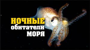 НОЧНЫЕ ОБИТИТАТЕЛИ МОРЯ