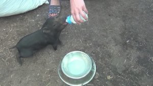 БУДНИ В ДЕРЕВНЕ. Глистогоним ВСЕХ ЖИВОТНЫХ, КОСИМ СЕНО, ну и ВЕТЕР