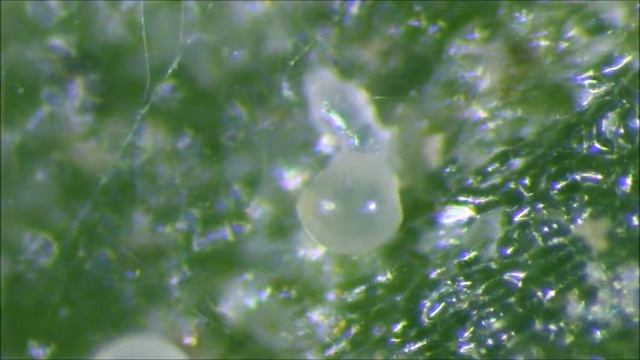 Tarsonemid mite attacks!!! spider mite eggs