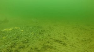 Лещи расправляются с кормом!!! В реальном времени.  Со дна Маныча. Юрий Философ