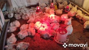 Бройлер Росс308, утка Агидель, в нашем хозяйстве. Вес бройлера в 33 дня.