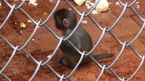 Обезьяний питомник в Сухуми; очень наглые обезьянки(((