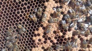 Выход молодой пчелы 🐝🐝🐝 #пасека #bee