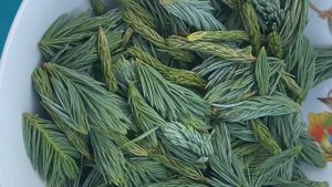 МЁД 🍯 из молодых веточек ёлочек🌲 и как сформировать ёлочку Глаука Глобоза