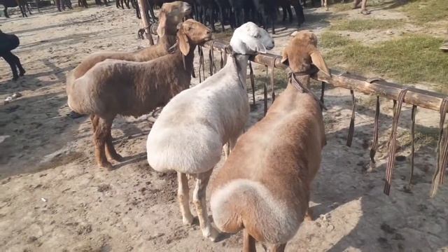 QoOY BOZOR QOY QOCHQOR NARXLARI 23.07.2020