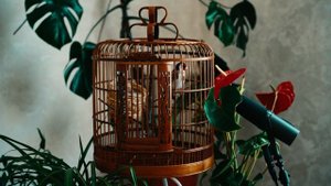 Пение щегла | щегол | пение птиц