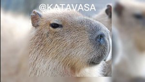 Капибара (Сто-Личный Она-Нас)