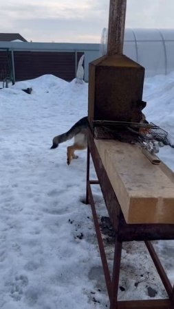 Зимние забава собаки Эльзы
BioTeach