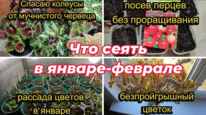 САДОВЫЙ ВЛОГ,СПАСАЮ КОЛЕУСЫ ОТ МУЧНИСТОГО ЧЕРВЕЦА,ЧТО СЕЮ В ЯНВАРЕ-ФЕВРАЛЕ, РАССАДА СЕЙЧАС, КОЛЕУСЫ