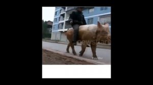 ВЕРХОМ на СВИНЬЕ / ДЕРЕВЕНСКИЕ ГОНКИ