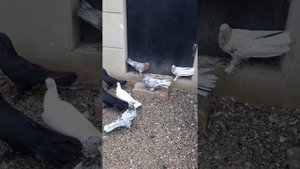 Бакинские Широкохвостые Бойные Голуби(мраморные) Шахмар Гусэйнзадэ