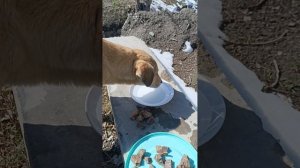 У собачки вялость,не ест, только воду пьёт.#спасение_и_помощь #dog #собака #пёсик #собаки #dogs