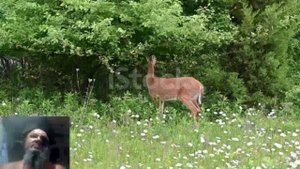 Разведение оленей в домашних условиях