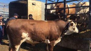 Бычки и коровы на скотном базаре