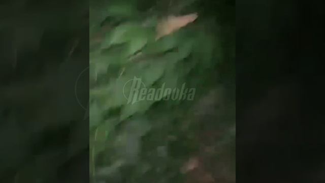Жители подмосковного ЖК на протяжении 5 лет страдают от стаи агрессивных собак