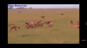 лев против гиен