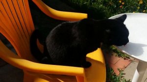 Кот пьёт воду. Cat drink