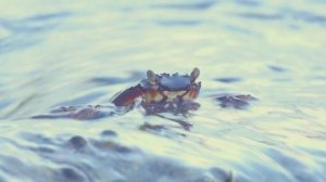 Морские обитатели для детей  Изучаем подводный мир Имена и звуки животных