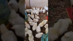 Бройлеры Кобб  500.Вес недельного цыплёнка