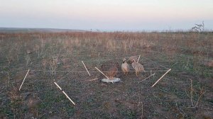 шикори гибрид